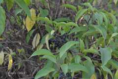 Viburnum cylindricum